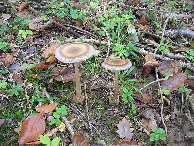 Amanita  battarrae  (Boud.)  Bon