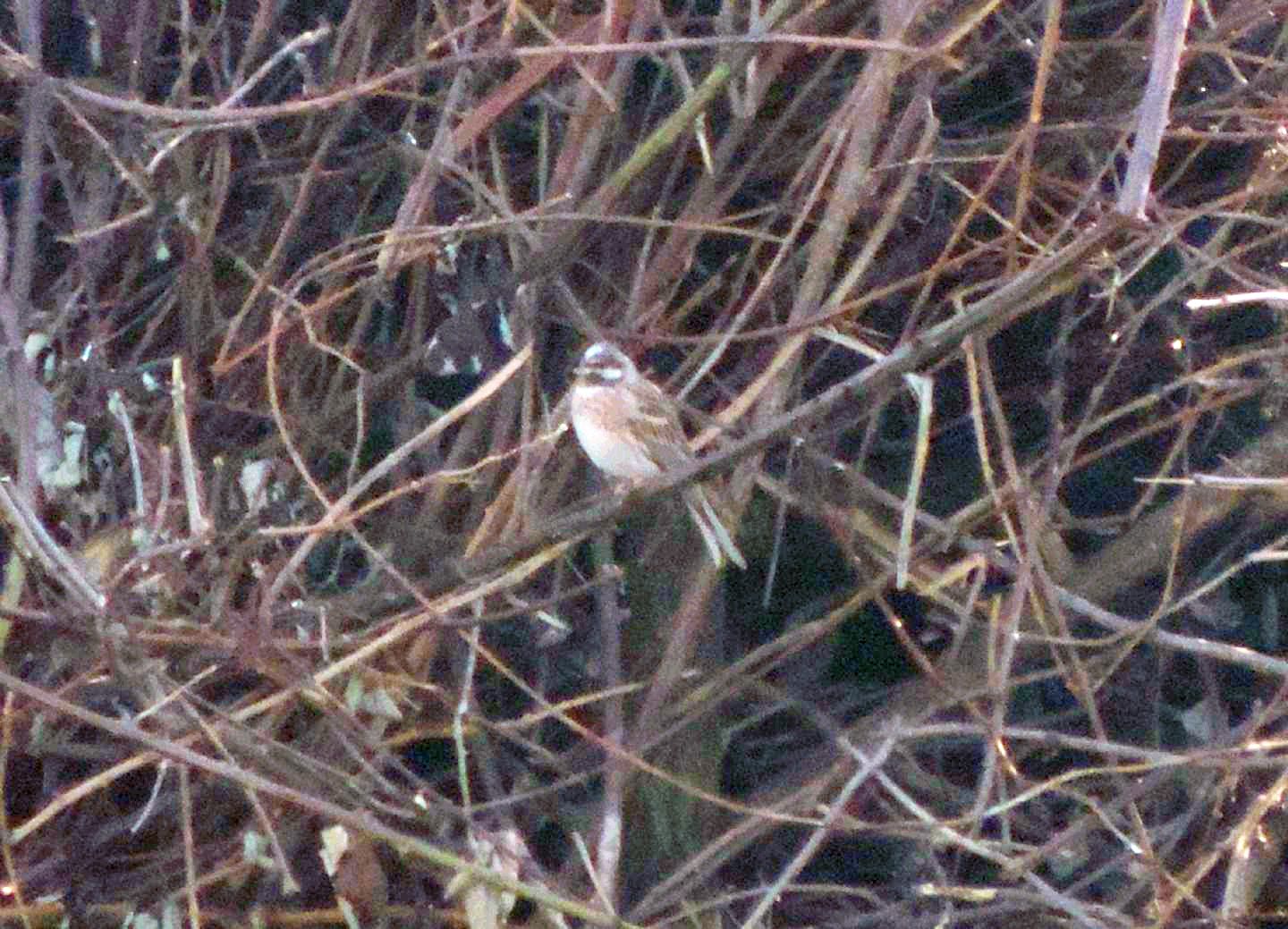 Gioiellini siberiani: Zigoli golarossa (Emberiza leucocephalos)