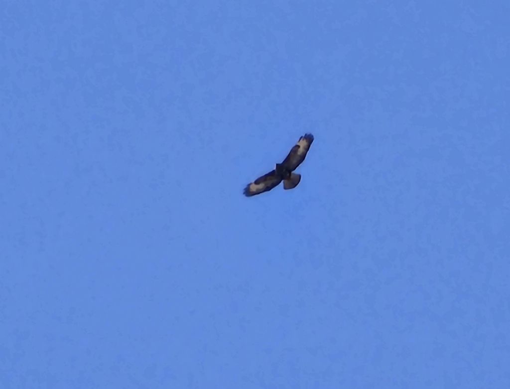 ID Rapace