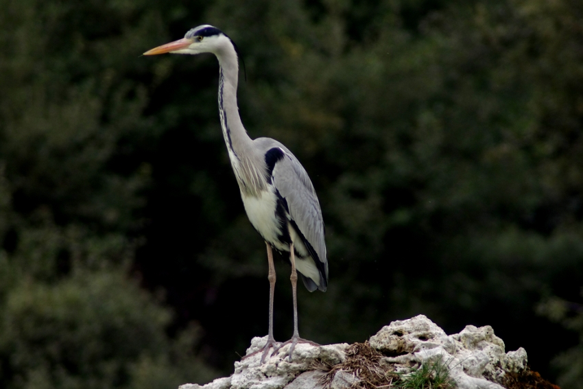 Diversivo in citt�