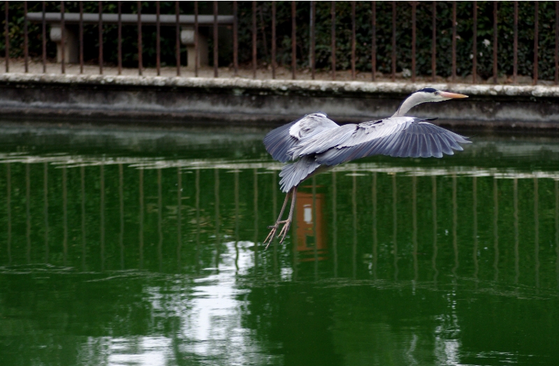 Diversivo in citt�