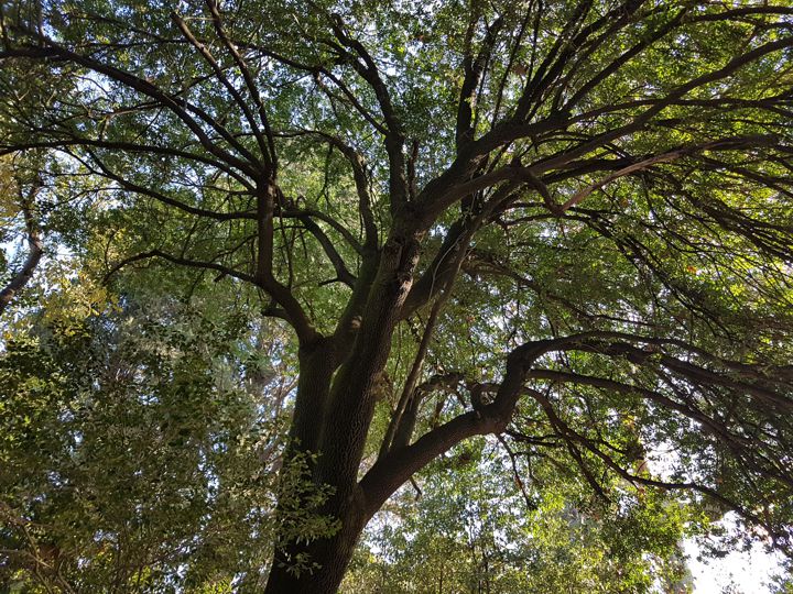 Albero incognito:  Phillyrea latifolia (Oleaceae)