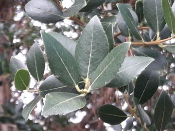 Albero incognito:  Phillyrea latifolia (Oleaceae)