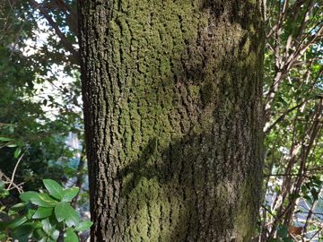 Albero incognito:  Phillyrea latifolia (Oleaceae)