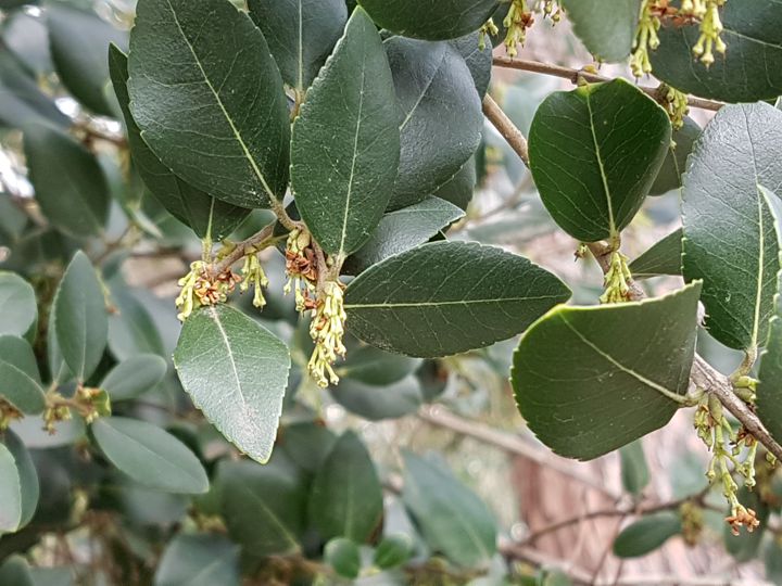 Albero incognito:  Phillyrea latifolia (Oleaceae)