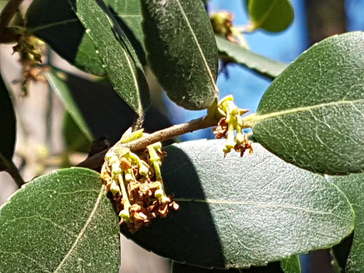 Albero incognito:  Phillyrea latifolia (Oleaceae)