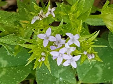 Sherardia arvensis (Rubiaceae)