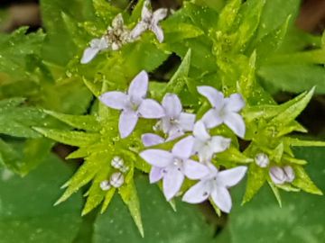 Sherardia arvensis (Rubiaceae)