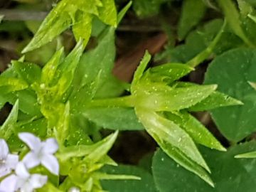 Sherardia arvensis (Rubiaceae)
