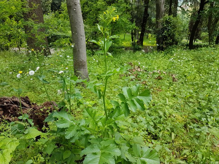 Sinapis alba  / Senape bianca (Brassicaceae)