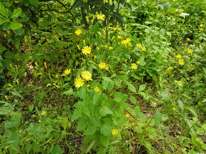 Asteraceae: Lapsana communis