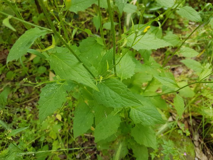 Asteraceae: Lapsana communis