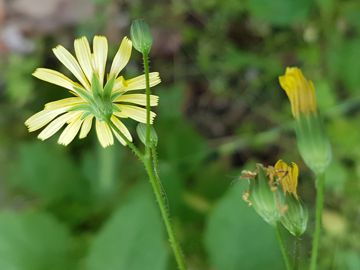 Asteraceae: Lapsana communis