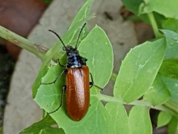 Tenebrionidae Alleculinae: Omophlus sp.