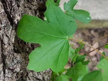 Acer campestre / Acero oppio