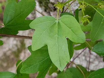 Acer campestre / Acero oppio