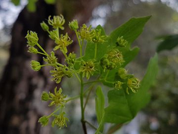 Acer campestre / Acero oppio