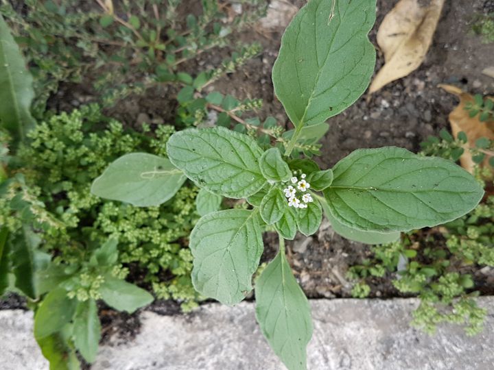 Heliotropium sp. (Boraginaceae)
