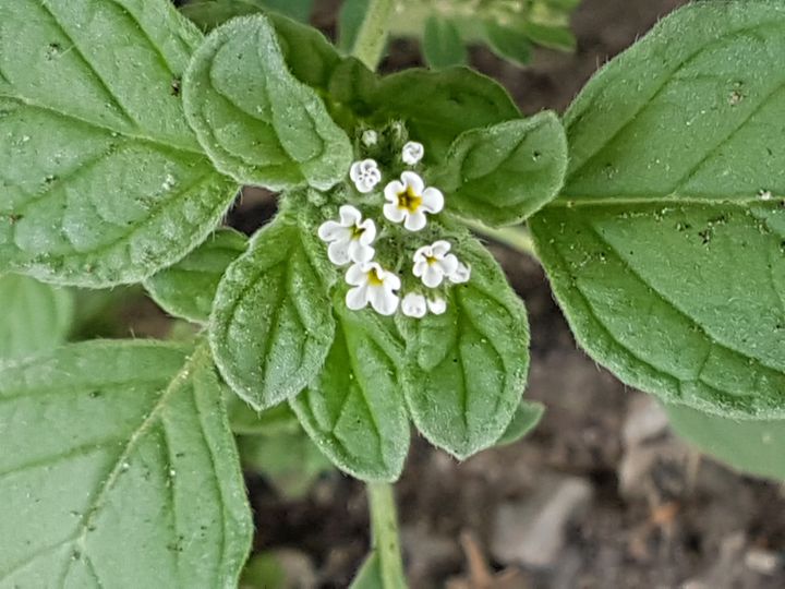Heliotropium sp. (Boraginaceae)
