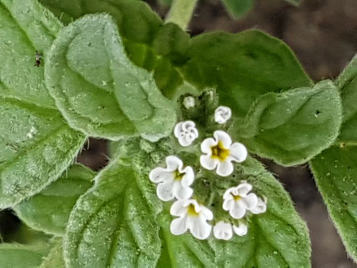 Heliotropium sp. (Boraginaceae)