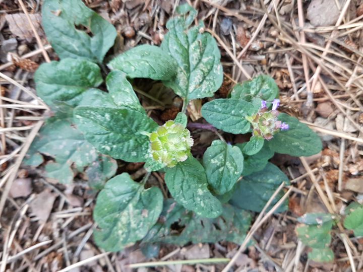 Lamiacea - Prunella vulgaris