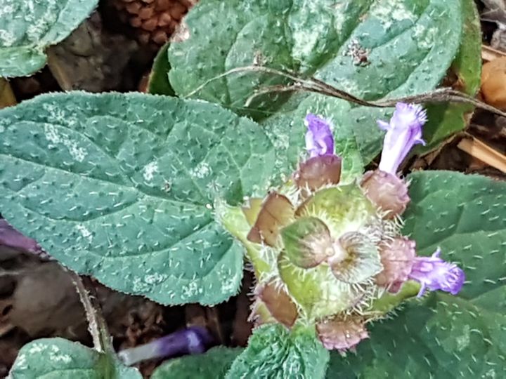 Lamiacea - Prunella vulgaris