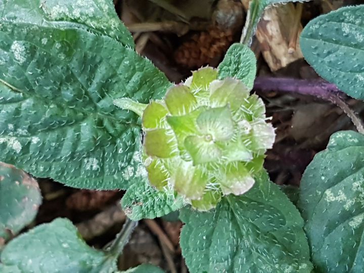 Lamiacea - Prunella vulgaris