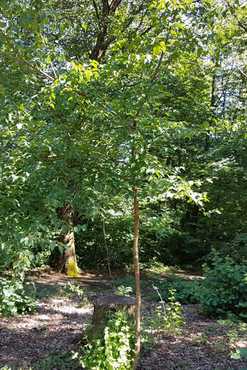 Specie di Corniolo - Cornus mas