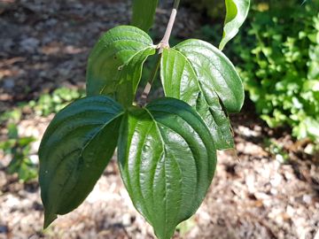 Specie di Corniolo - Cornus mas