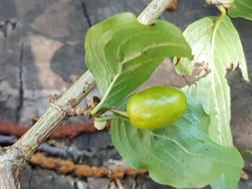 Specie di Corniolo - Cornus mas