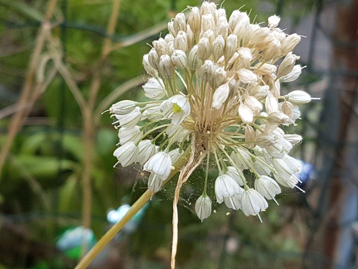 Allium longispathum