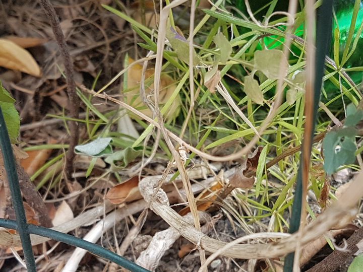Allium longispathum