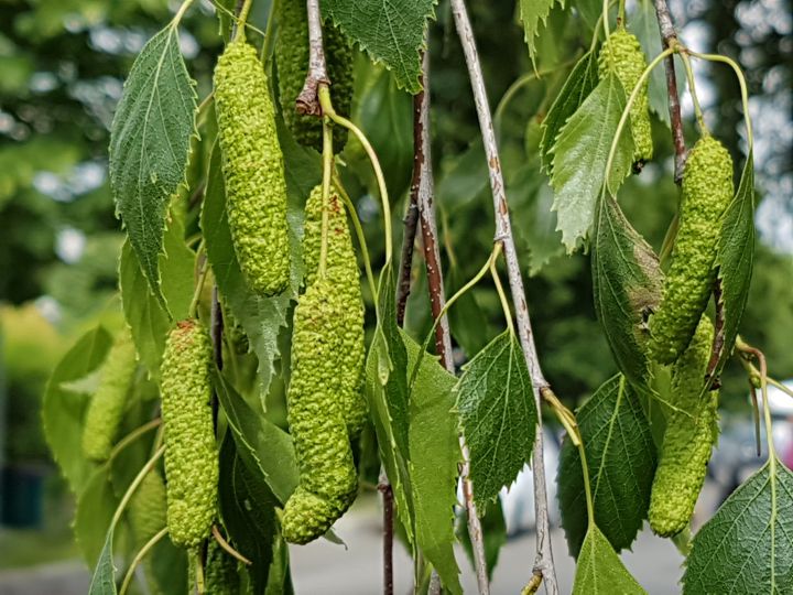 Betula pendula  / Betulla verrucosa