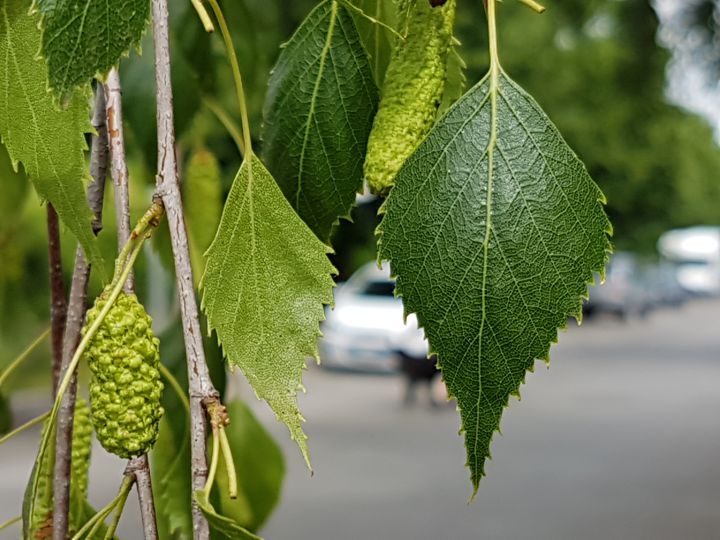 Betula pendula  / Betulla verrucosa