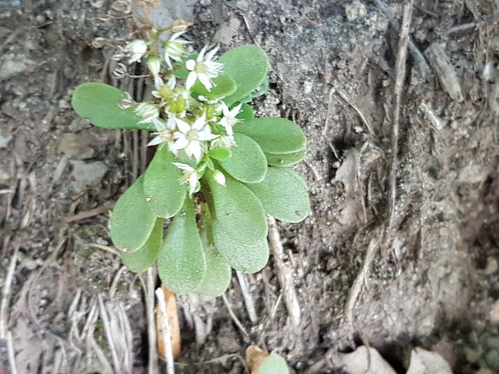 piantina con fiori a stella: Sedum cepaea (Crassulaceae)