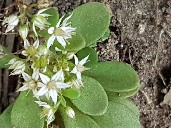 piantina con fiori a stella: Sedum cepaea (Crassulaceae)