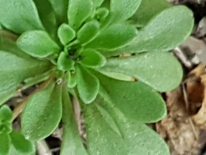 piantina con fiori a stella: Sedum cepaea (Crassulaceae)