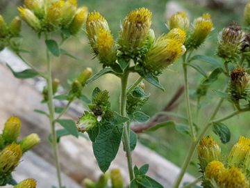 Asteracea senza fiori ligulati: Pentanema conyzae (=Inula conyzae)