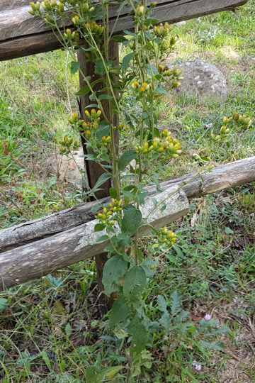 Asteracea senza fiori ligulati: Pentanema conyzae (=Inula conyzae)