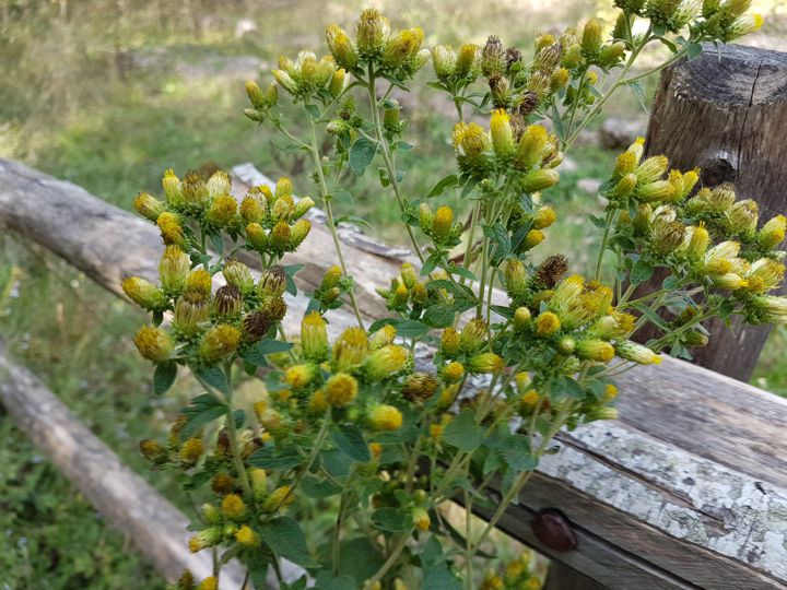Asteracea senza fiori ligulati: Pentanema conyzae (=Inula conyzae)