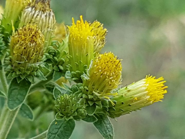 Asteracea senza fiori ligulati: Pentanema conyzae (=Inula conyzae)