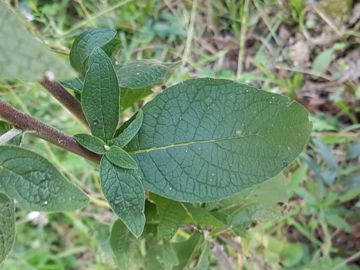 Asteracea senza fiori ligulati: Pentanema conyzae (=Inula conyzae)
