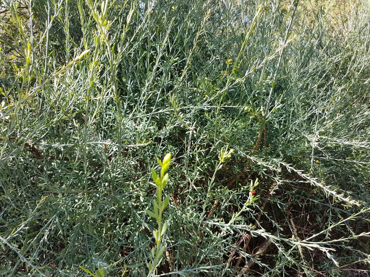pianta glauca con bacche rosse: Osyris alba ( Santalaceae )