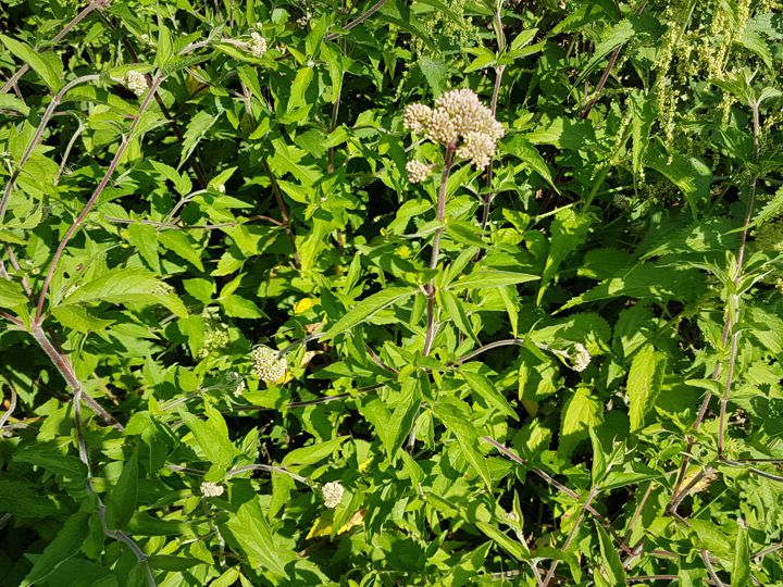 Erbacea con infiorescenza ad ombrello: Eupatorium cannabinum (Asteraceae)