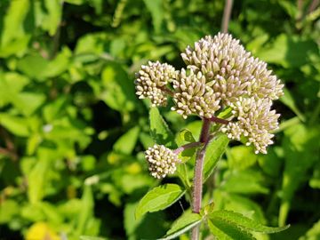 Erbacea con infiorescenza ad ombrello: Eupatorium cannabinum (Asteraceae)