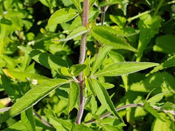 Erbacea con infiorescenza ad ombrello: Eupatorium cannabinum (Asteraceae)