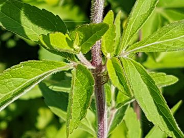 Erbacea con infiorescenza ad ombrello: Eupatorium cannabinum (Asteraceae)