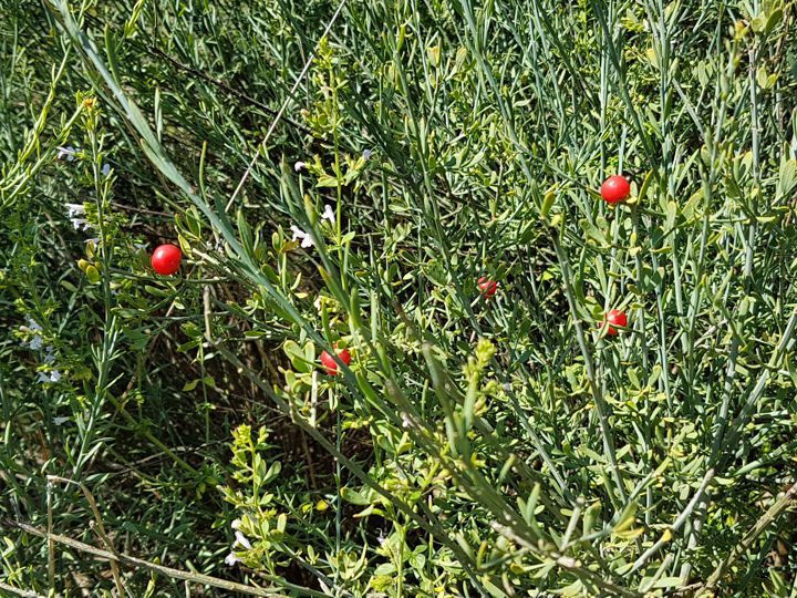 pianta glauca con bacche rosse: Osyris alba ( Santalaceae )