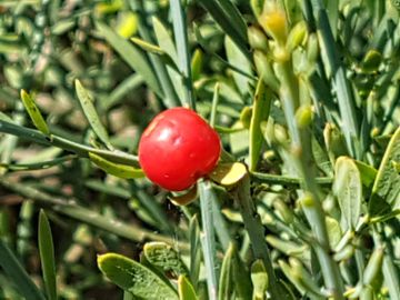 pianta glauca con bacche rosse: Osyris alba ( Santalaceae )