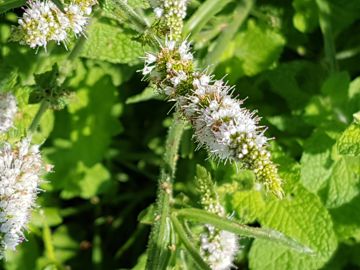Mentha suaveolens